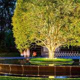 Outdoor Spotlight For Tree